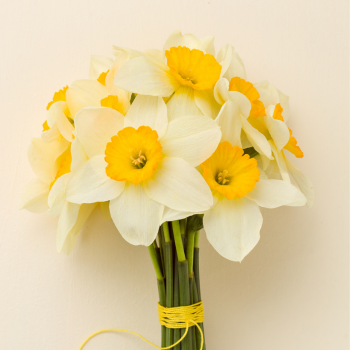 December's Birth Flower the Narcissus