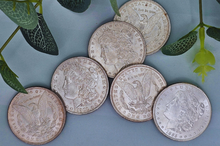 random year morgan silver dollars laying on a blue background with plants